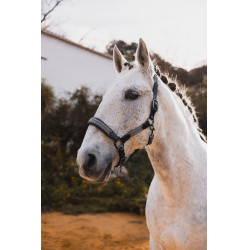 Licol en cuir B Vertigo Lennox Vert scarabé