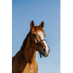 Licol éthologique Norton Zary Marron