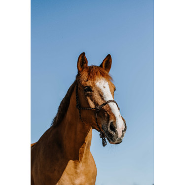 Licol éthologique Norton Zary Marron