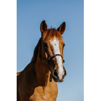 Licol éthologique Norton Zary Marine Bleu marine Licol éthologique Norton Zary Marine Bleu marine