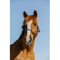 Licol éthologique Norton Zary Vert foncé