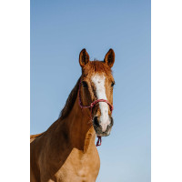 Licol éthologique Norton Zary Vieux rose