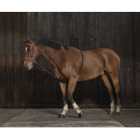 Enrênement Norton extenseur doux Noir Enrênement Norton extenseur doux Noir