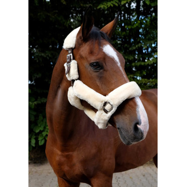 Licol Equithème Teddy Licol Equithème Teddy