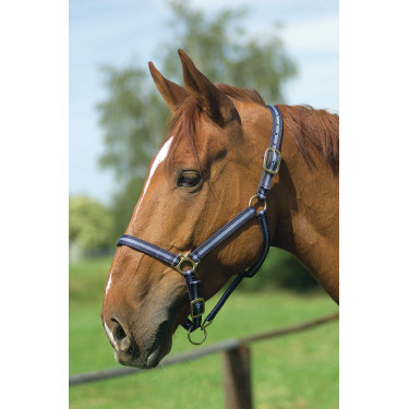 Licol nylon doublé cuir Norton Licol nylon doublé cuir Norton