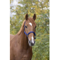 Licol nylon doublé cuir Norton Noir