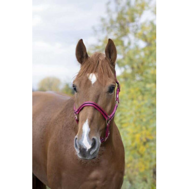 Licol nylon doublé cuir Norton Licol nylon doublé cuir Norton