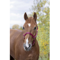 Licol nylon doublé cuir Norton