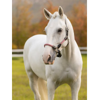 Licol LeMieux Ropella Cranbery Licol LeMieux Ropella Cranbery