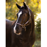 Licol LeMieux Ropella Cranbery