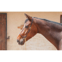 Licol de présentation en cuir T de T Havane foncé Marron Licol de présentation en cuir T de T Havane foncé Marron