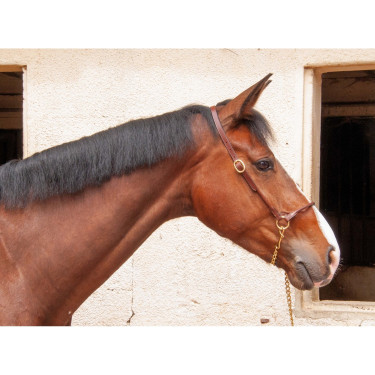 Licol de présentation en cuir T de T Tabac Marron