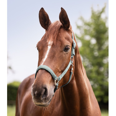 Licol Waldhausen Satin Bleu argenté