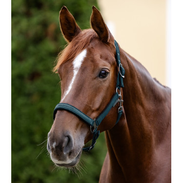 Licol Waldhausen Atheltic Bleu pétrole Licol Waldhausen Atheltic Bleu pétrole