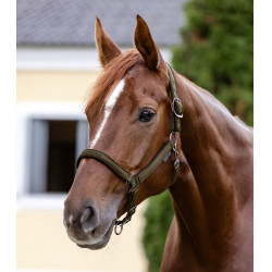 Licol Waldhausen Atheltic Brun vert Marron