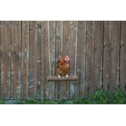 Balançoire à poules Kerbl Hobbyfarming Balançoire à poules Kerbl Hobbyfarming