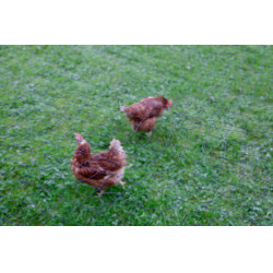 Filet de protection des volailles AKO Noir Filet de protection des volailles AKO Noir