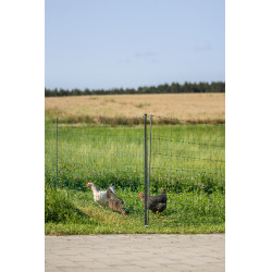 Filet volaille Premium AKO Vert Filet volaille Premium AKO Vert