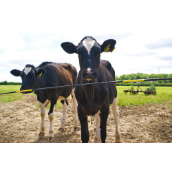 Portillon électrique Electro Gate AKO Noir