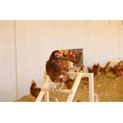Tour d’escalade pour poules Kerbl Hobbyfarming Bois Beige Tour d’escalade pour poules Kerbl Hobbyfarming Bois Beige