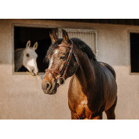 Bridon Eric Thomas Crown Havane Marron Bridon Eric Thomas Crown Havane Marron