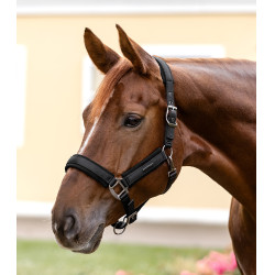 Licol Waldhausen Soft Touch Noir Licol Waldhausen Soft Touch Noir