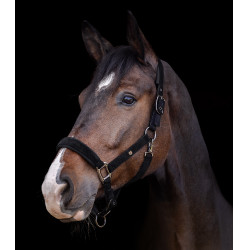 Licol Waldhausen St. Gallen Noir