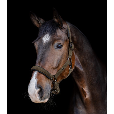 Licol Waldhausen St. Gallen Brun vert Marron