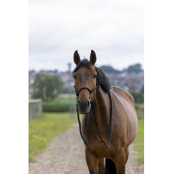 Licol Ethologique avec Renes Noir Licol Ethologique avec Renes Noir