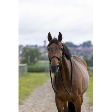 Licol Ethologique avec Renes Noir Licol Ethologique avec Renes Noir