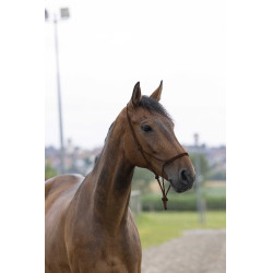 Licol corde first Marron