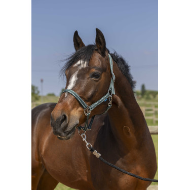 Licol Norton Grooming Vert foncé Licol Norton Grooming Vert foncé