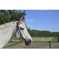 Frontal lumineux Equizor LED Bleu Frontal lumineux Equizor LED Bleu