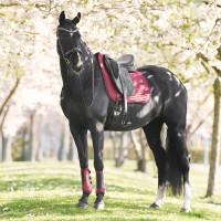 Tapis de selle Imperial Riding Josie Dressage Figue Violet Tapis de selle Imperial Riding Josie Dressage Figue Violet