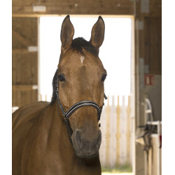 Licol Norton Reflective Noir