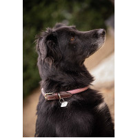 Collier pour chien Penelope Billie Rose / lurex Collier pour chien Penelope Billie Rose / lurex