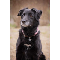 Collier pour chien Penelope Billie Rose / lurex Collier pour chien Penelope Billie Rose / lurex