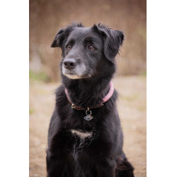 Collier pour chien Penelope Billie Rose / lurex