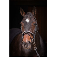 Bridon Pénélope Symphonie Noir