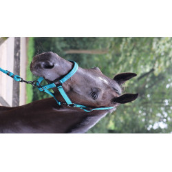 Licol Lami-Cell Charming Turquoise Bleu Licol Lami-Cell Charming Turquoise Bleu