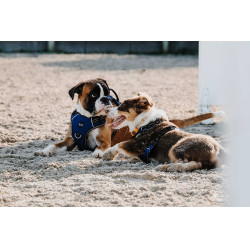 Harnais pour chien Riding World Simba Marine Bleu marine