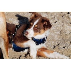 Harnais pour chien Riding World Simba Marine Bleu marine Harnais pour chien Riding World Simba Marine Bleu marine