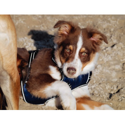 Harnais pour chien Riding World Simba Marine Bleu marine Harnais pour chien Riding World Simba Marine Bleu marine