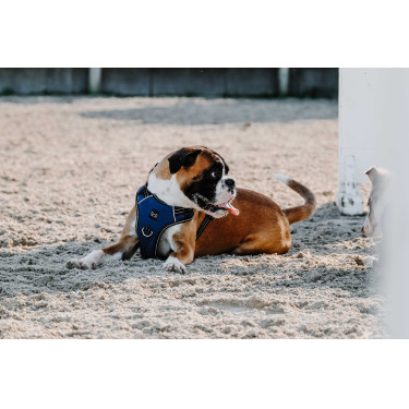 Harnais pour chien Riding World Simba Marine Bleu marine Harnais pour chien Riding World Simba Marine Bleu marine