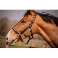 Licol Pénélope Harmonie Marron