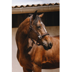 Licol nylon Equithème Jacquard Marron