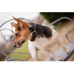 Collier pour chien Pénélope Olie Havane Marron