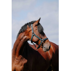 Licol Riding World Cushion Marine Bleu marine Licol Riding World Cushion Marine Bleu marine
