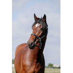 Licol Riding World Cushion Marine Bleu marine Licol Riding World Cushion Marine Bleu marine