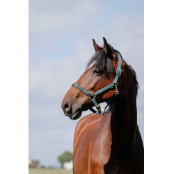Licol Riding World Cushion Vert foncé Licol Riding World Cushion Vert foncé